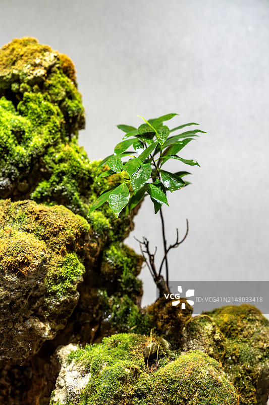 传统中式盆景中的局部苔藓和树苗图片素材