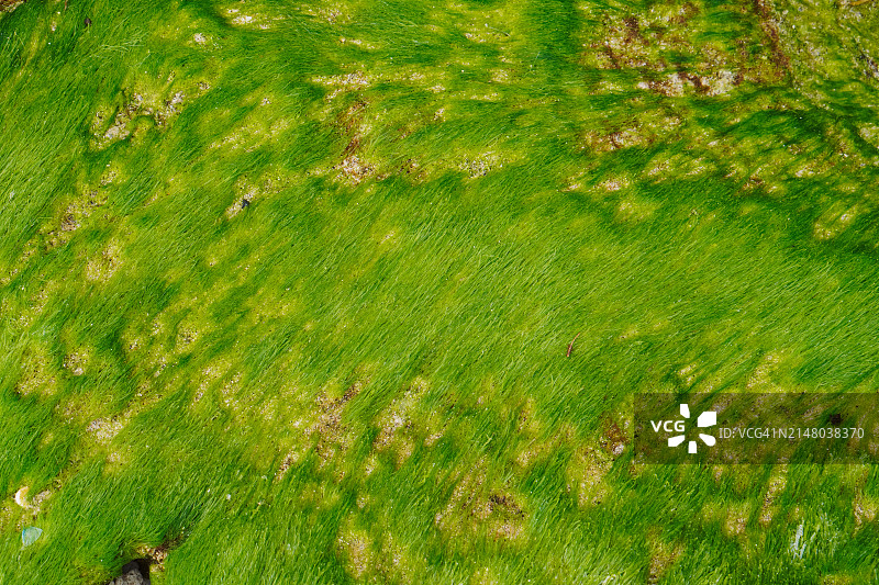 新鲜海藻特写镜头图片素材