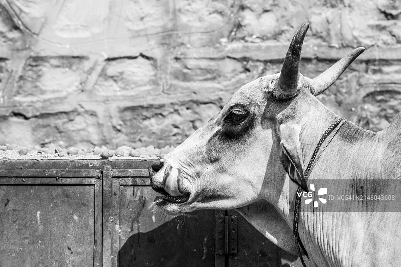 拉贾斯坦邦，国家地理风格图片，普什卡图片素材