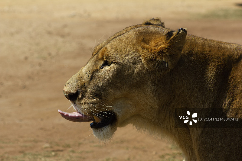 南非林波波省克鲁格公园沙漠原野上吐舌头的雄狮特写图片素材