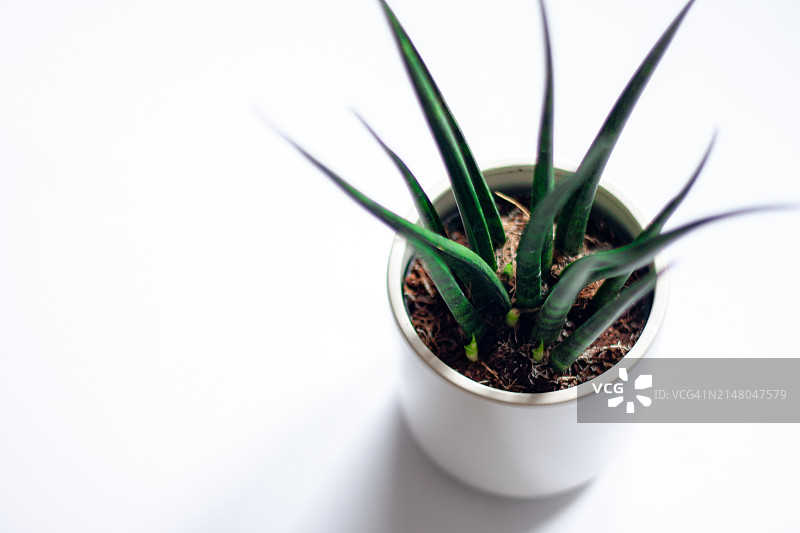 白色背景盆栽植物俯视图图片素材