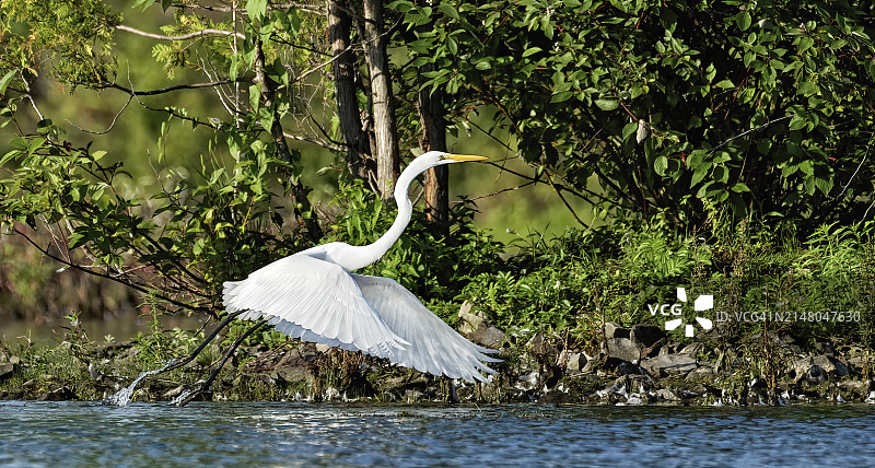 大白鹭飞过水面和树干的侧面图图片素材