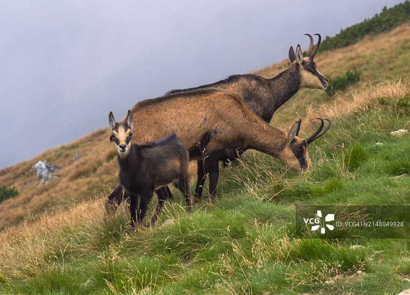 斯洛伐克草山上的山羊家族侧视图图片素材