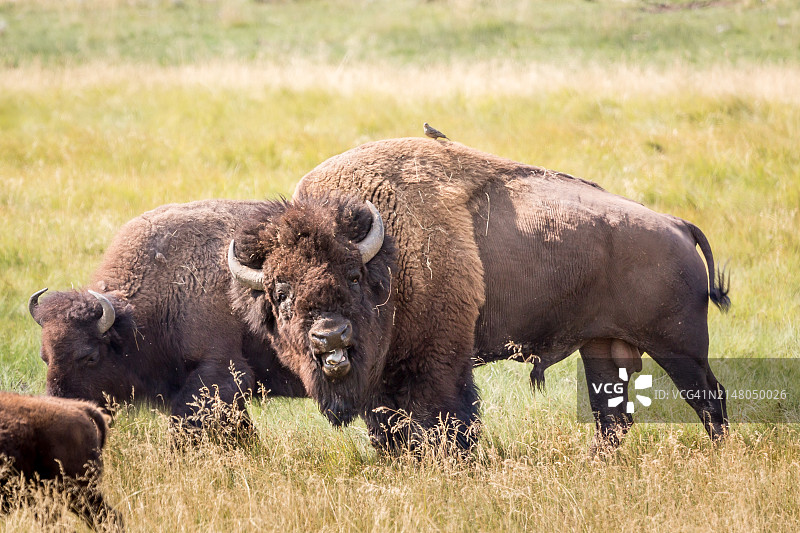 白天，美洲野牛吼叫，牛鹂栖息在背上图片素材