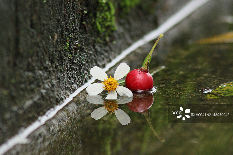 水中白色植物特写图片素材
