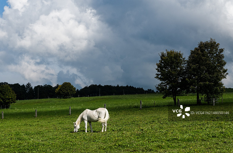 瑞士汝拉山脉牧场上的白马图片素材