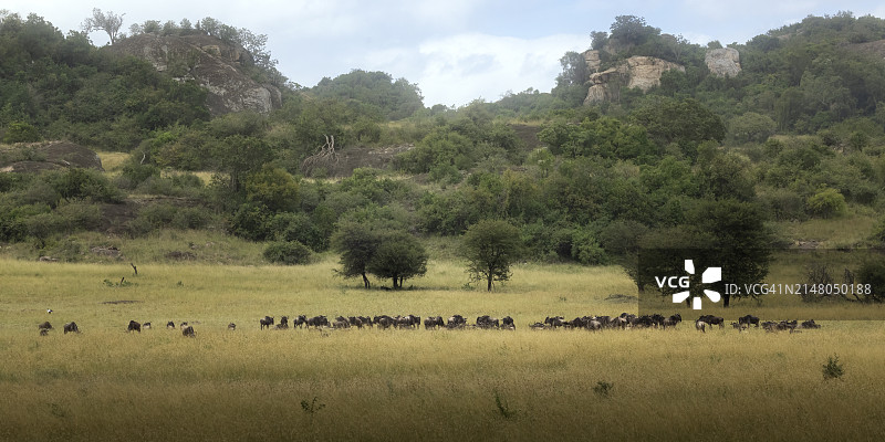 坦桑尼亚塞伦盖蒂国家公园角马群在田野上吃草的景观图片素材