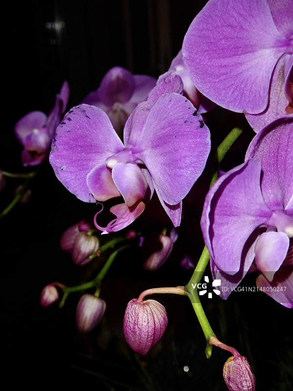 粉色兰花特写，土耳其图片素材