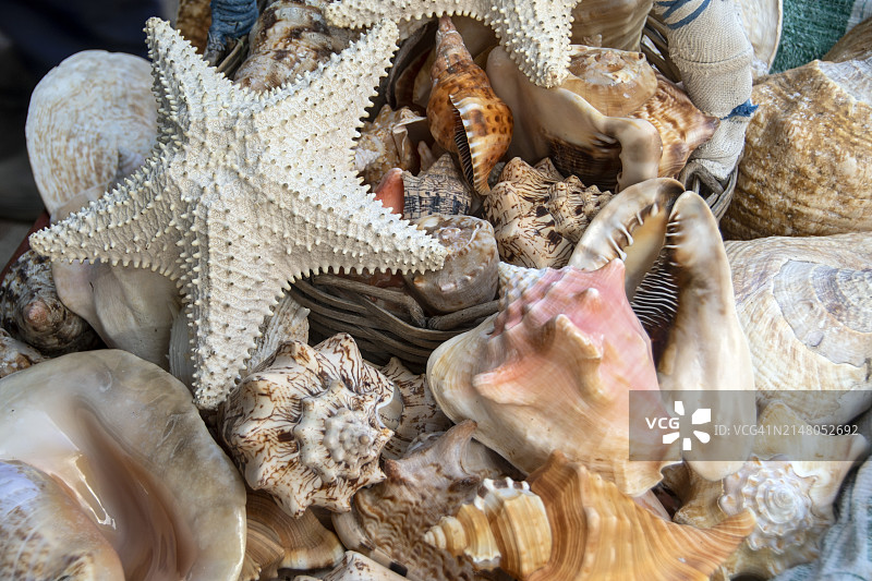 贝壳、蜗牛和海星图片素材