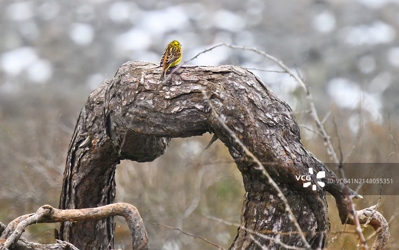 老树根上的彩色斑点图片素材