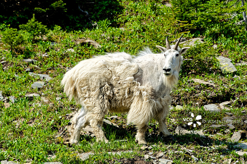 冰川国家公园的交通图片素材