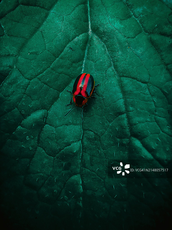 树叶上的瓢虫特写图片素材