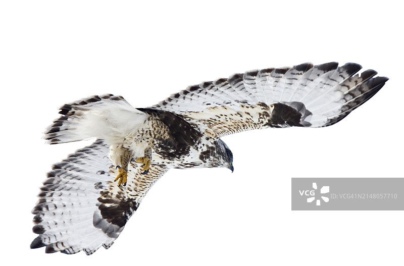 飞越白色背景的猛禽鹰特写图片素材