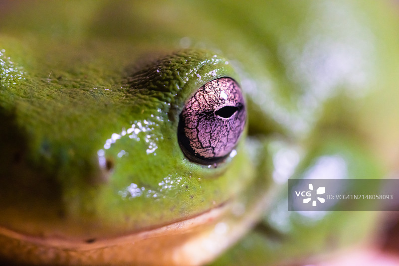 蜥蜴特写图片素材