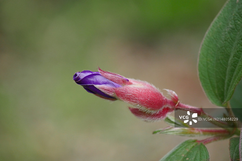 特写：日本粉色花苞图片素材