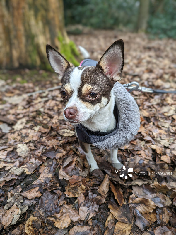 英国田野上的吉娃娃肖像图片素材