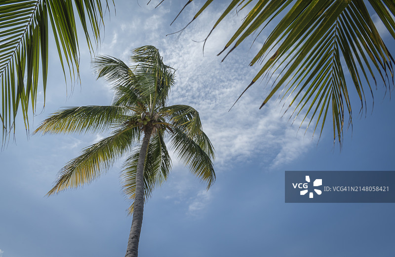 天空下的棕榈树低角度视图图片素材