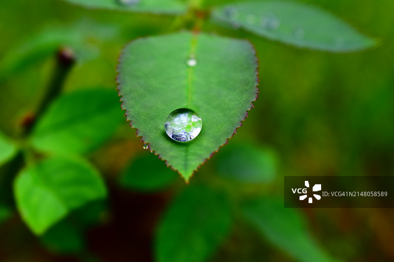 树叶上雨滴的特写图片素材