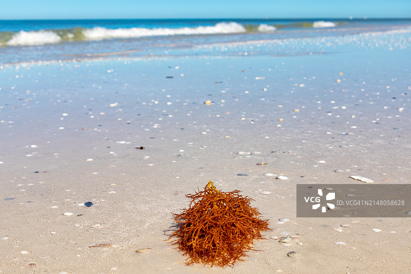 美国佛罗里达州达尼丁海景风光图片素材