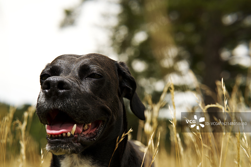 斗牛梗犬的特写图片素材