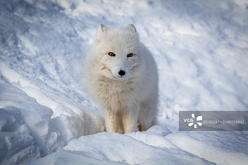 雪地站立的北极熊图片素材