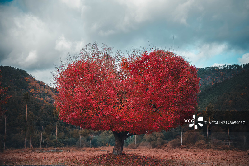秋天，田野上的树木映衬着天空图片素材