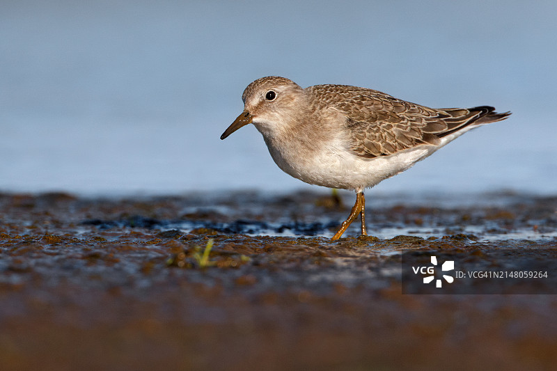 矶鹬在海滩上栖息的特写图片素材