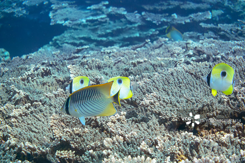 日本伊豆群岛，索科多海滩的美丽泪滴蝶、线纹蝶等鱼群图片素材