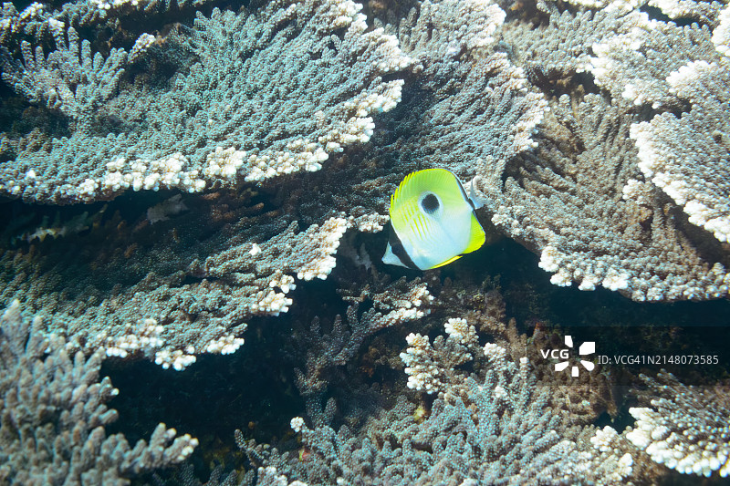 日本伊豆群岛泪滴蝴蝶鱼群（2020年2月）图片素材