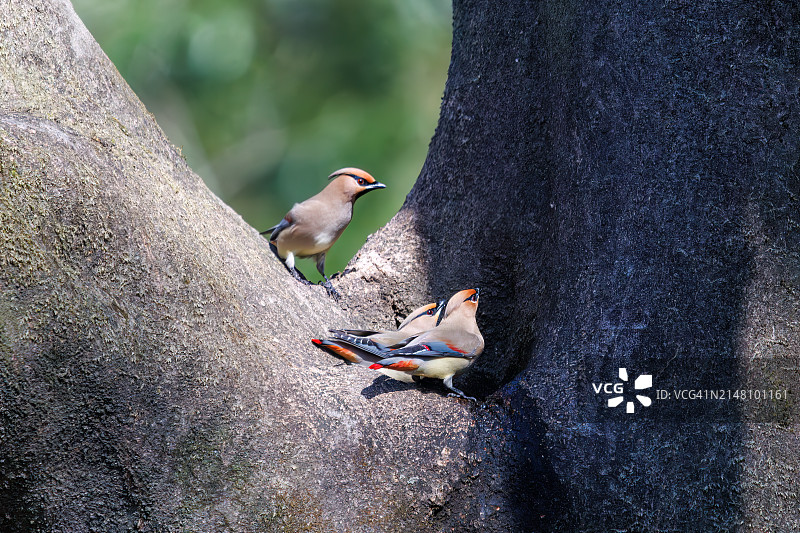 一群美丽的日本蜡嘴雀和波希米亚蜡嘴雀聚集在树洞里饮水图片素材