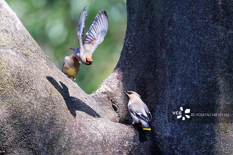 一群美丽的日本蜡嘴雀和波希米亚蜡嘴雀聚集在树洞里饮水图片素材