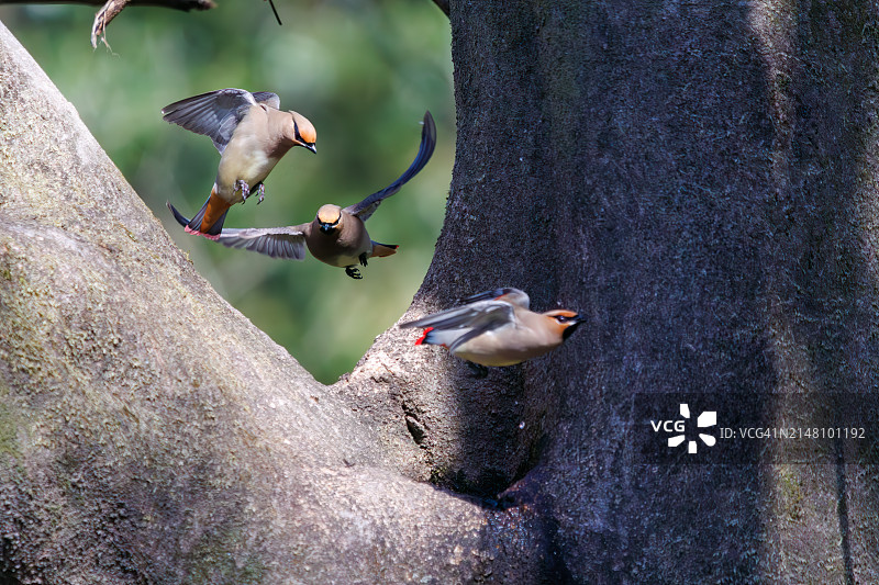 一群美丽的日本蜡嘴雀和波希米亚蜡嘴雀聚集在树洞里饮水图片素材