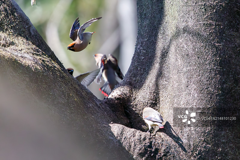 一群美丽的日本蜡嘴雀和波希米亚蜡嘴雀聚集在树洞里饮水图片素材