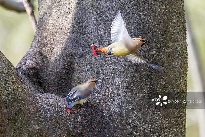 一群美丽的日本蜡嘴雀和波希米亚蜡嘴雀聚集在树洞里饮水图片素材