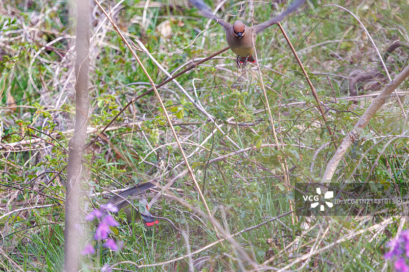 太平鸟在埼玉县荒川公园捕食浆果图片素材