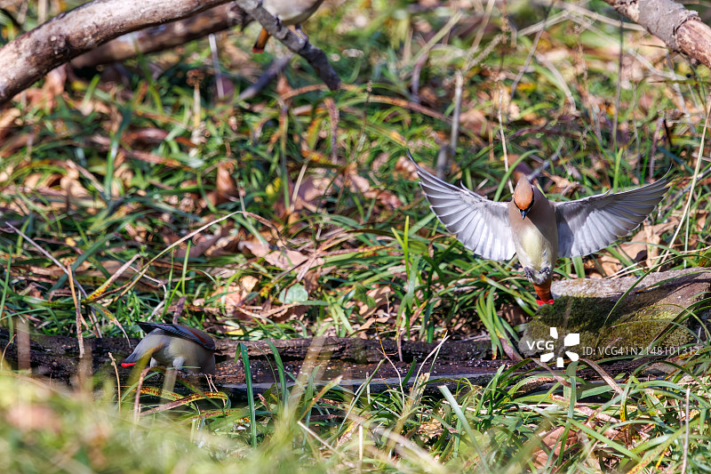 一群美丽的日本蜡嘴雀和波希米亚蜡嘴雀聚集在树洞里饮水图片素材