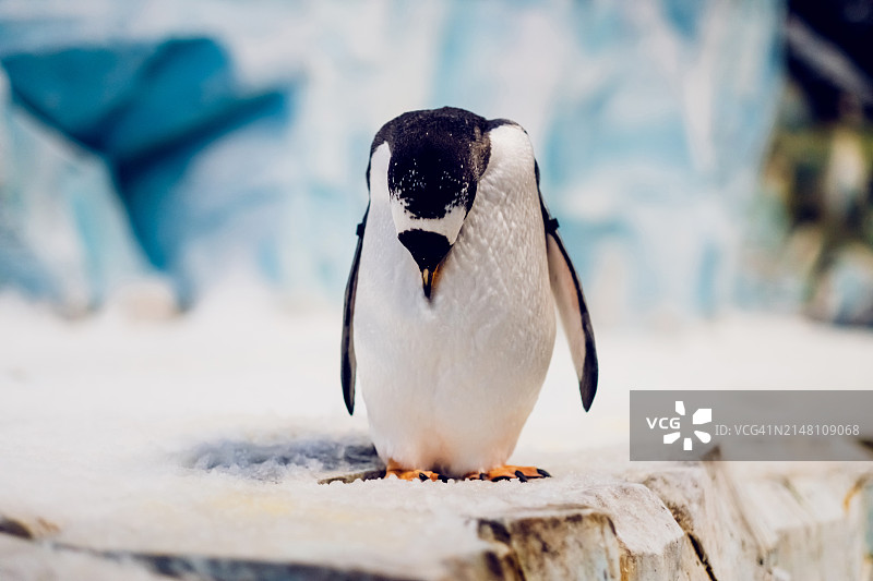 企鹅梳理羽毛的肖像，极地地区的野生动物图片素材