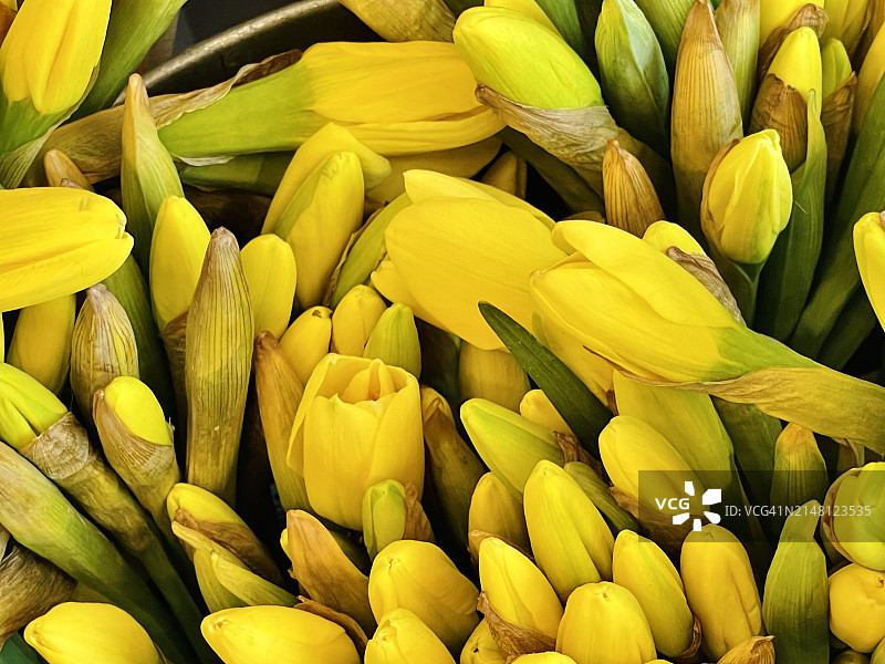 水仙花（那喀索斯）图片素材