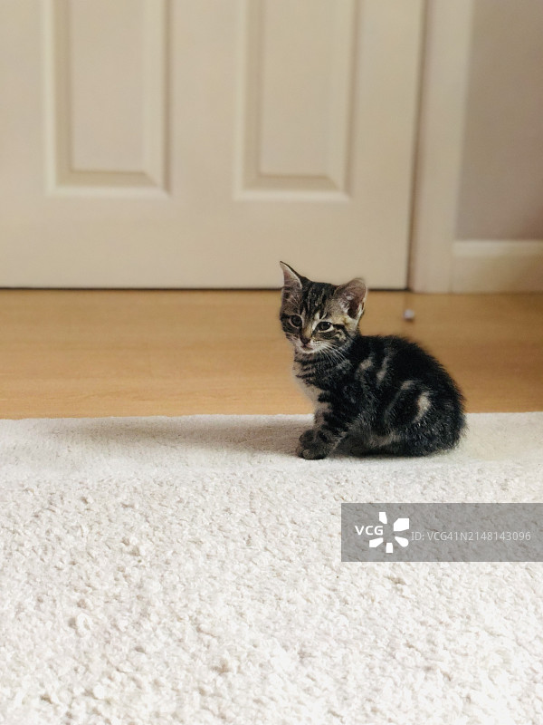 地毯上的小猫图片素材