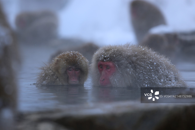 湖中游泳的猴子特写图片素材