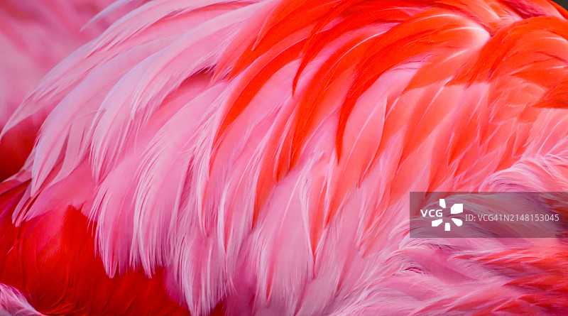 粉色羽毛全画幅照片图片素材