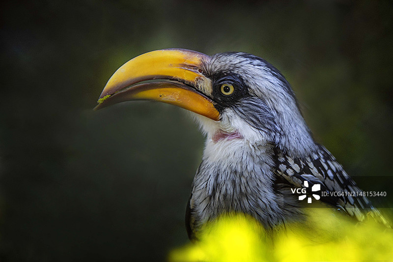 犀鸟特写图片素材