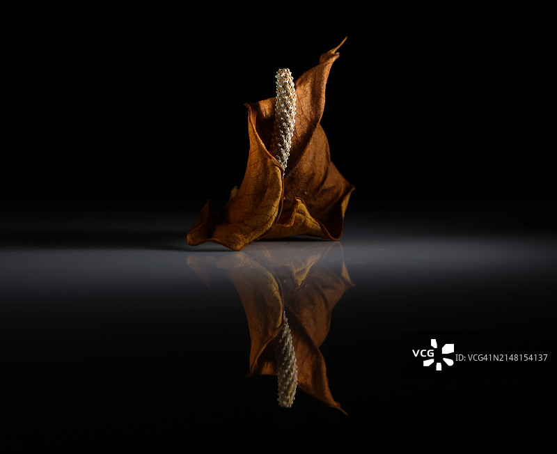 黑色背景桌子上干树叶的特写图片素材