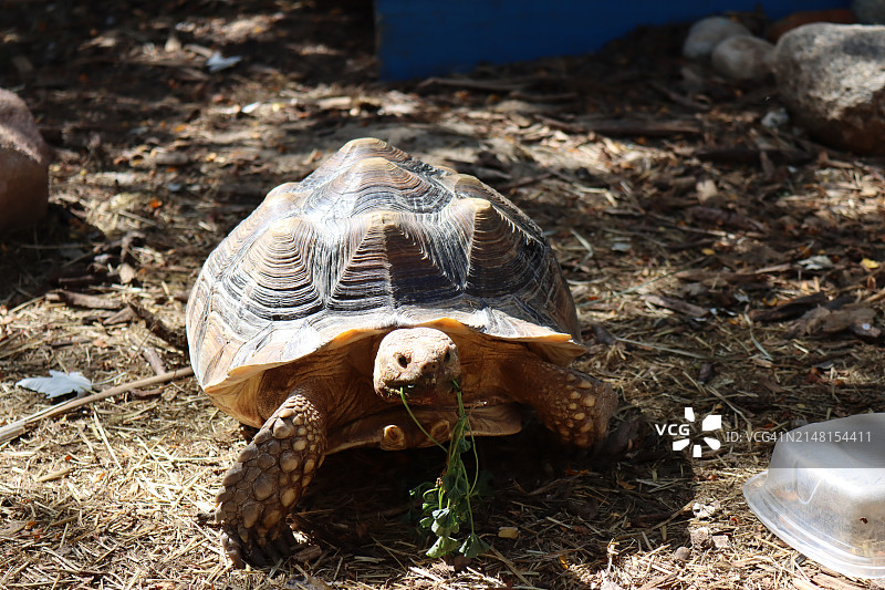 美国科罗拉多州丹佛沙漠龟壳特写图片素材