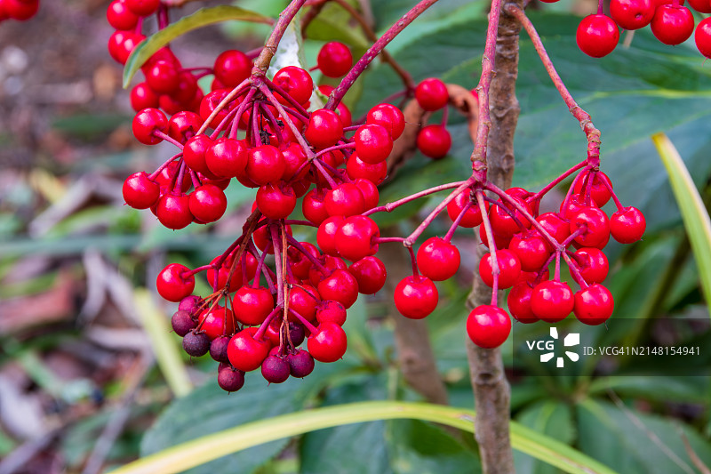 红色浆果长在树上的特写图片素材