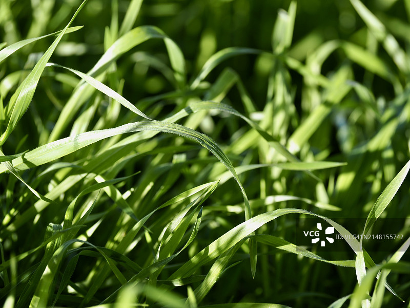 奇诺岗田野作物生长特写图片素材