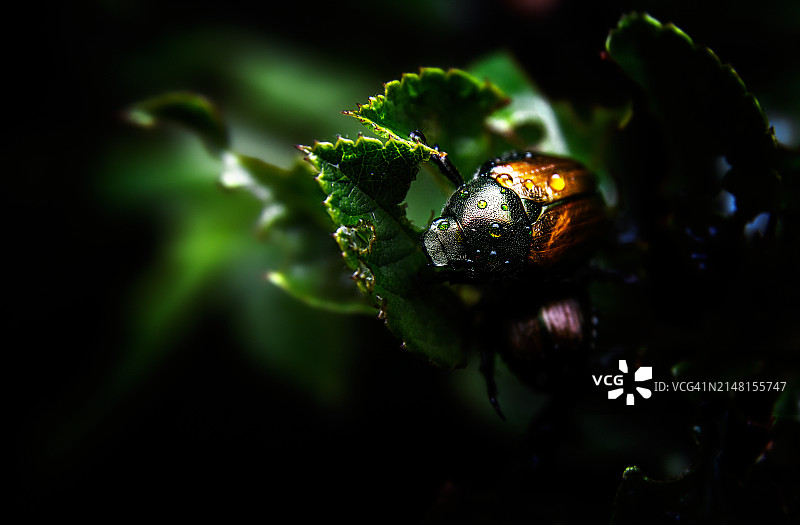 潮湿植物的特写图片素材