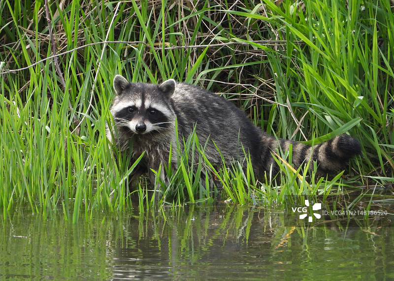 湖边的熊图片素材