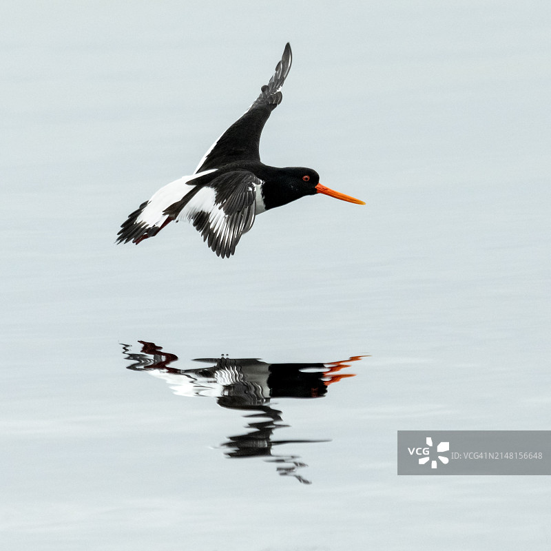 鹬鸟飞越湖面侧视图图片素材