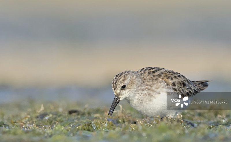 田野中栖息的鹬鸟特写图片素材